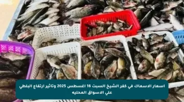 أسعار الأسماك في كفر الشيخ السبت 16 أغسطس 2025 وتأثير ارتفاع البلطي على الأسواق المحلية